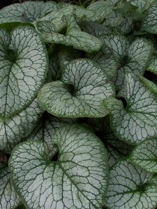 Caladium Plant